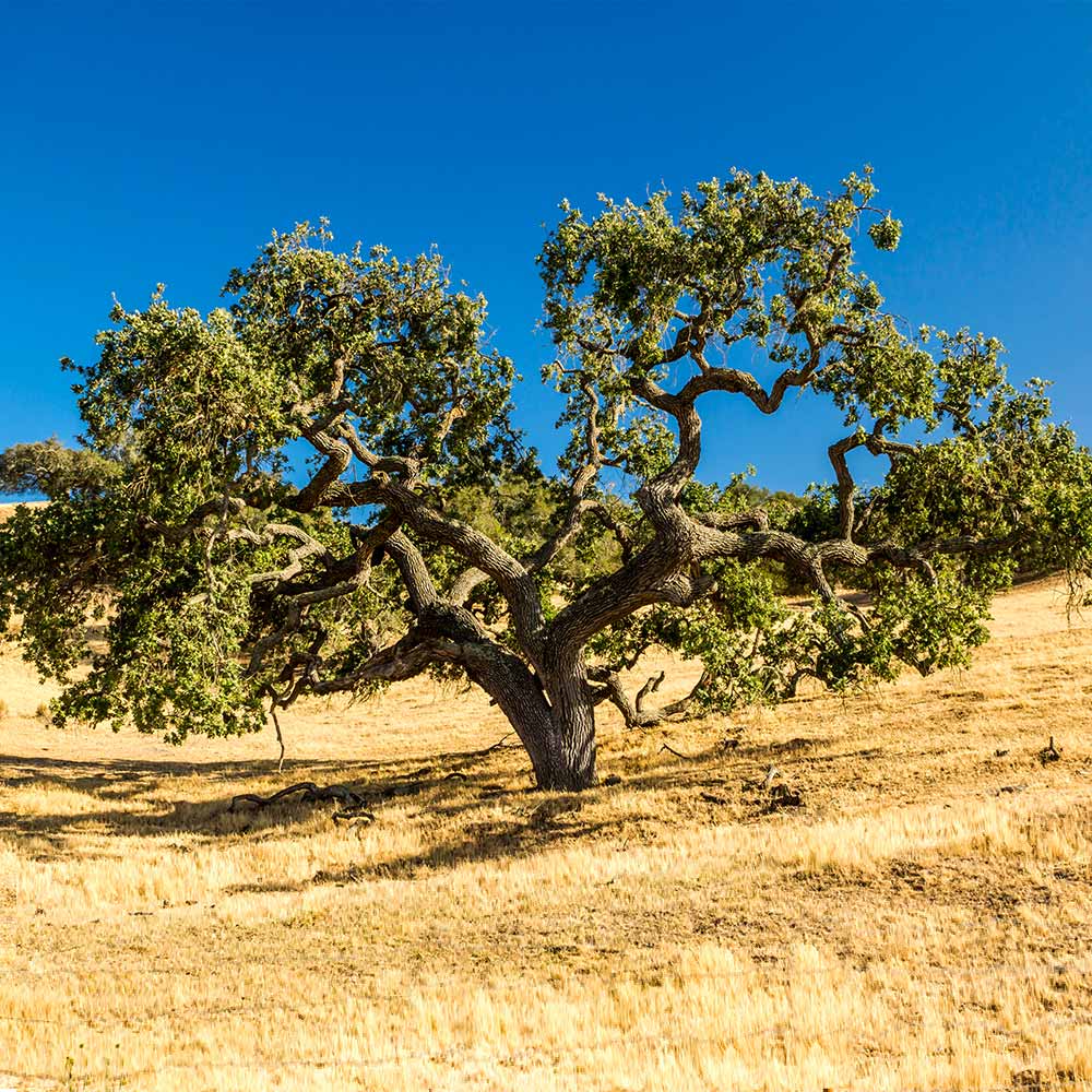 A sprawling coastal live oak tree in a golden field.