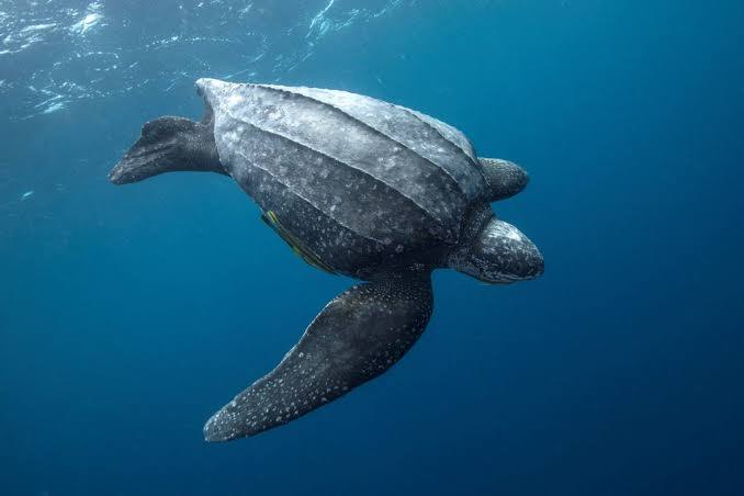 A Pacific leatherback sea turtle swimming in open water.